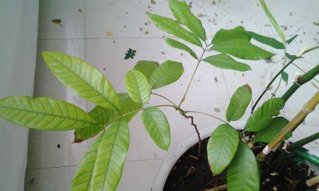 深渊里的康乃馨：这是一种什么植物？
