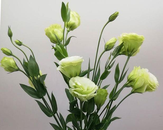 桔梗花的花语是什么？它有什么特别的含义？