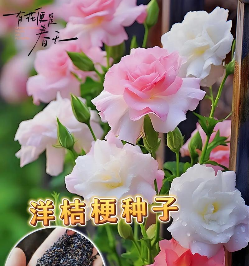桔梗花的花语是什么？它有什么特别的含义？