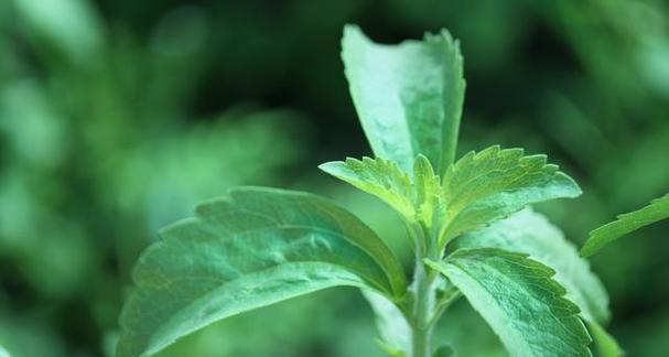 深渊里的康乃馨：这是一种什么植物？