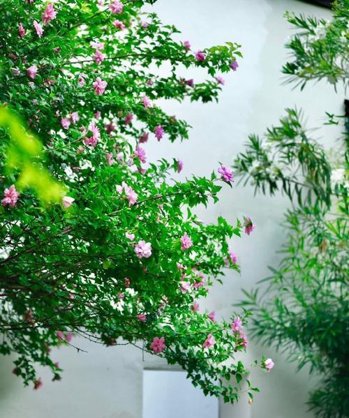 故居环境中适合种植哪些花卉植物？