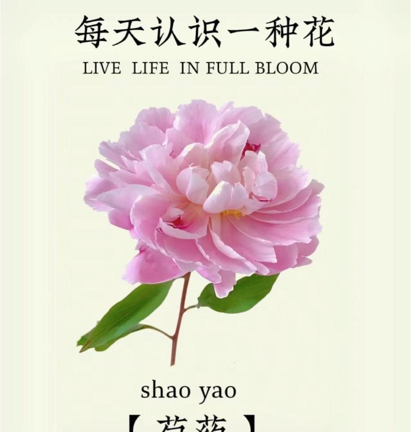 花卉寓意差异大吗？