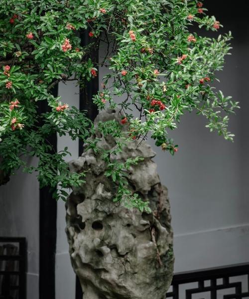 故居环境中适合种植哪些花卉植物？