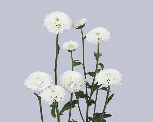 故居环境中适合种植哪些花卉植物？