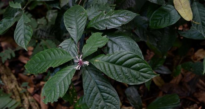 奇异植物有哪些独特特点？它们为何如此特别？