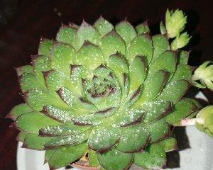 木杉植物怎么画？有哪些绘画技巧和步骤？