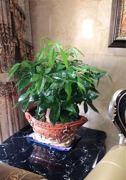 小型植物花草有哪些？适合室内摆放的小型植物推荐？