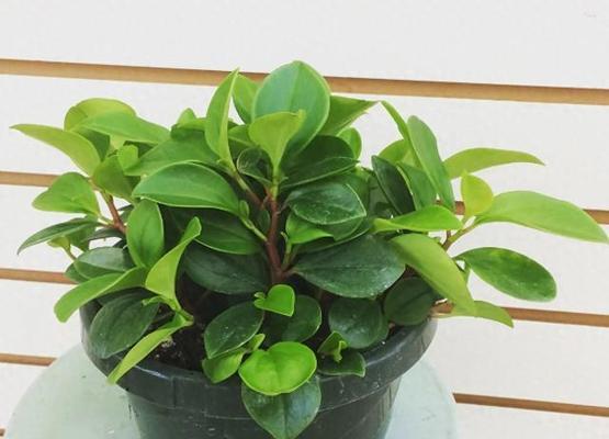 小型植物花草有哪些？适合室内摆放的小型植物推荐？