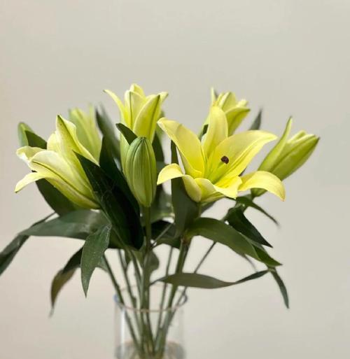 小百合花的花语及其寓意是什么？