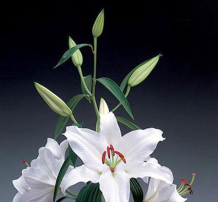小百合花的花语及其寓意是什么？