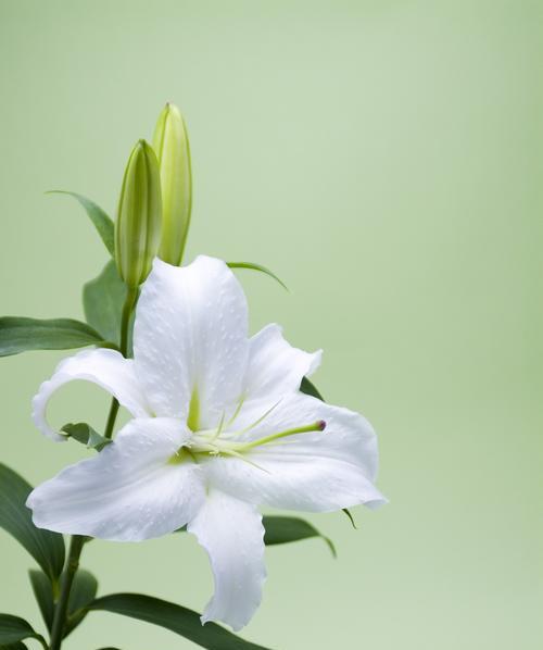 小百合花的花语及其寓意是什么？