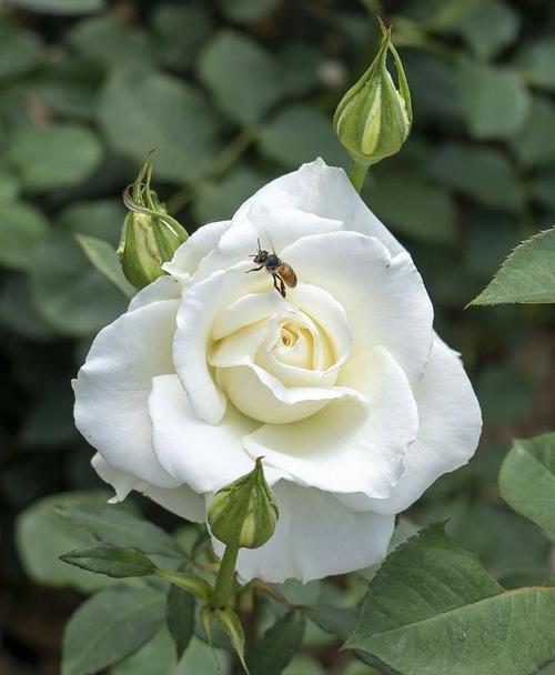 白玫瑰鲜花通常表达什么情感？