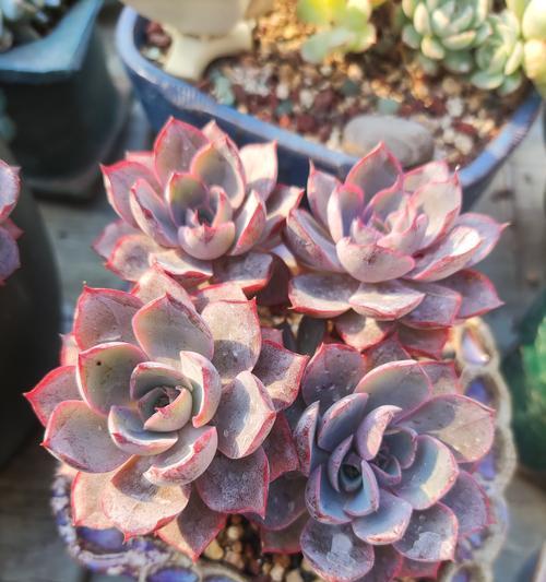 有哪些多肉植物？多肉植物的养殖技巧有哪些？
