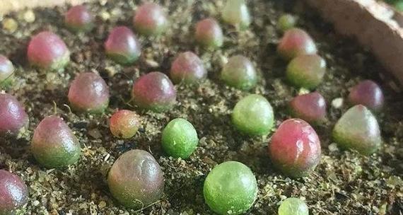 有哪些多肉植物？多肉植物的养殖技巧有哪些？
