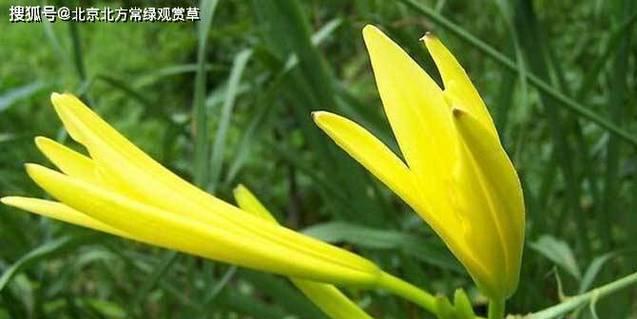 单子叶植物在园艺职业中的应用有哪些？它们的特点是什么？