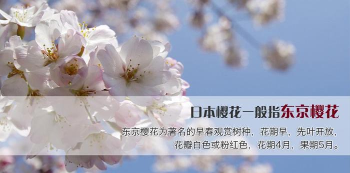 单子叶植物在园艺职业中的应用有哪些？它们的特点是什么？