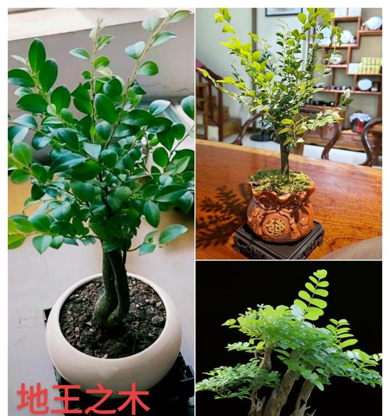 茶桌植物盆栽品种有哪些？如何选择适合茶桌的盆栽？
