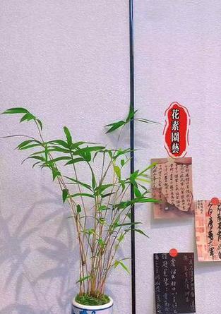 茶桌花卉盆栽如何养护？有哪些小技巧？