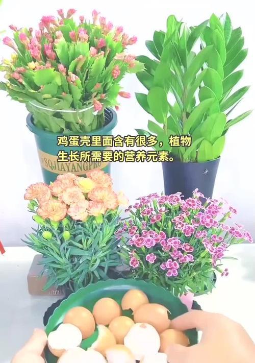 花卉植物需要哪些营养元素？它们的作用是什么？