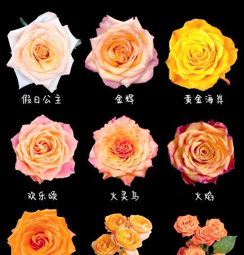 午后玫瑰的花语有何特别之处？