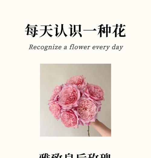 午后玫瑰的花语有何特别之处？