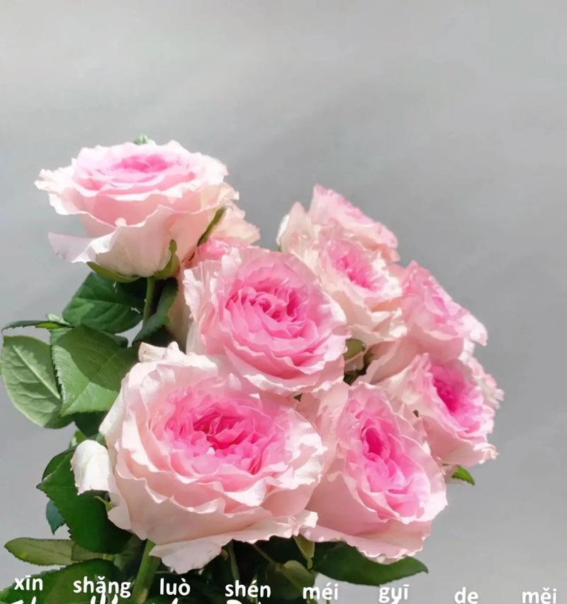 午后玫瑰的花语有何特别之处？