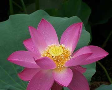荷花在花语中代表什么？