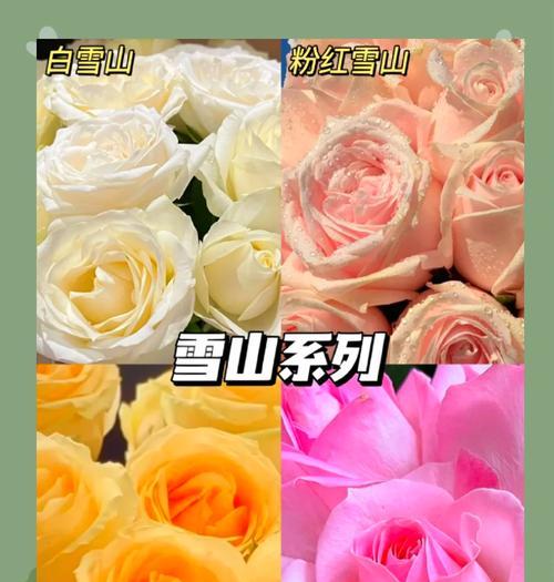 哪种玫瑰花品种最适合新手养护？