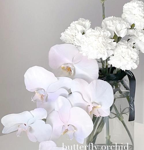 人鱼花的花语和寓意有何独特之处？