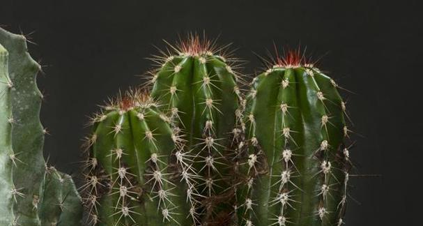 灌汤包仙人掌的种植步骤是什么？