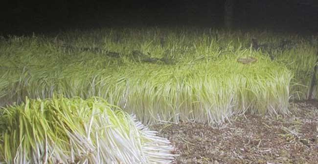 灌汤包仙人掌的种植步骤是什么？