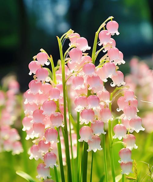 铃兰花苞的花语有何特别之处？它在花语中代表了什么？