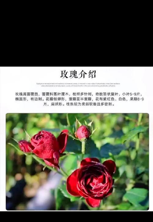沙土玫瑰花的养护和管理方法是什么？