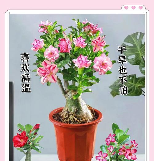 沙土玫瑰花的养护和管理方法是什么？