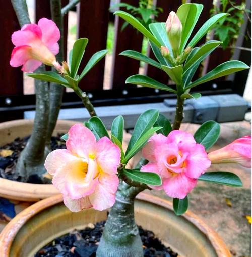 沙土玫瑰花的养护和管理方法是什么？
