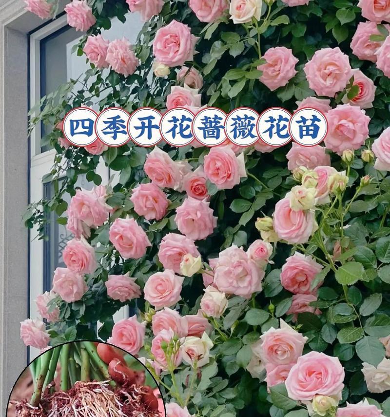 六月蔷薇的花语有何含义？