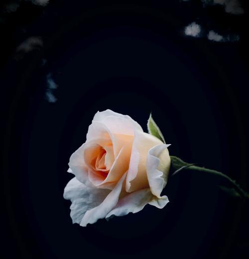 婚礼之路的花语有何特别之处？这种花语代表什么？