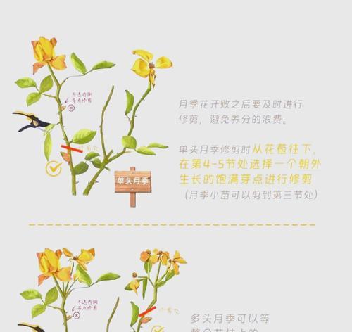 鲜玫瑰花如何保存和修剪？