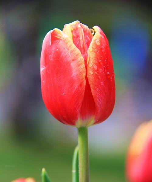 用花形容六月的花语是什么？哪种花代表夏天？