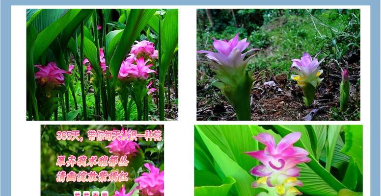 用花形容六月的花语是什么？哪种花代表夏天？