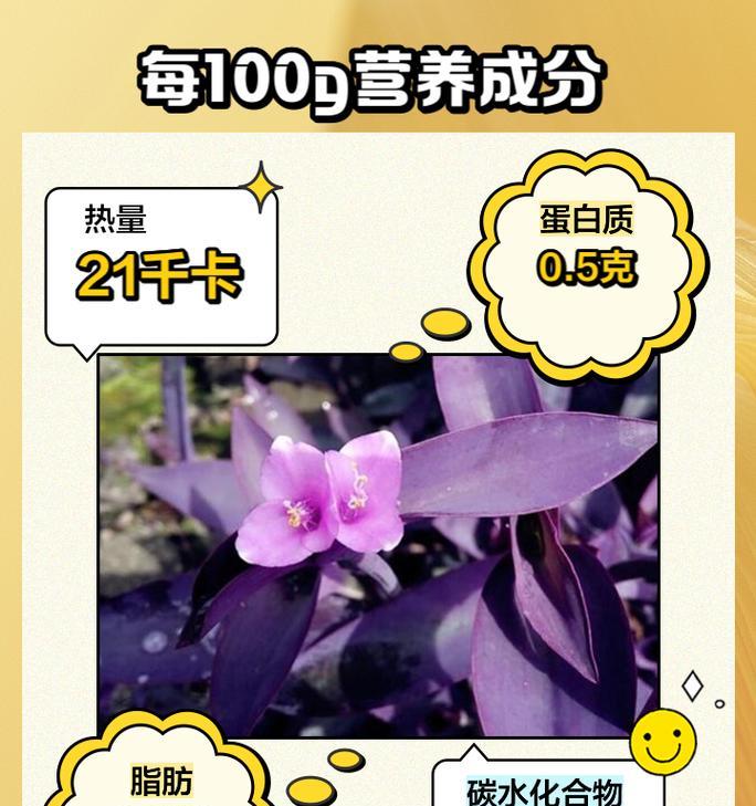 紫竹梅的花语和象征意义有哪些？紫竹梅代表了什么？