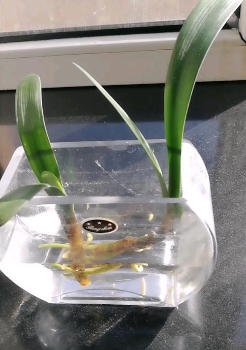 水培生根君子兰怎么养护？需要多久换一次水？