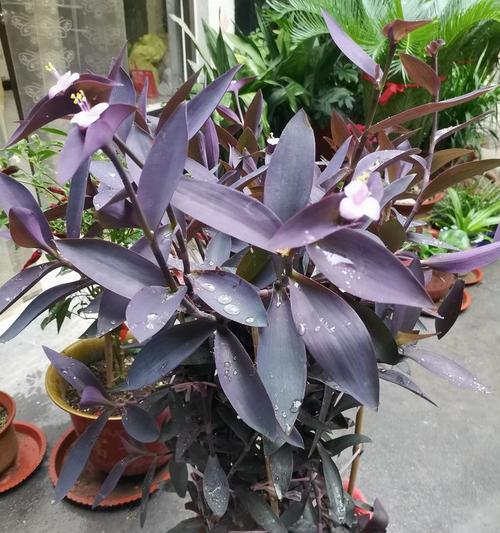 紫竹梅的花语和象征意义有哪些？紫竹梅代表了什么？