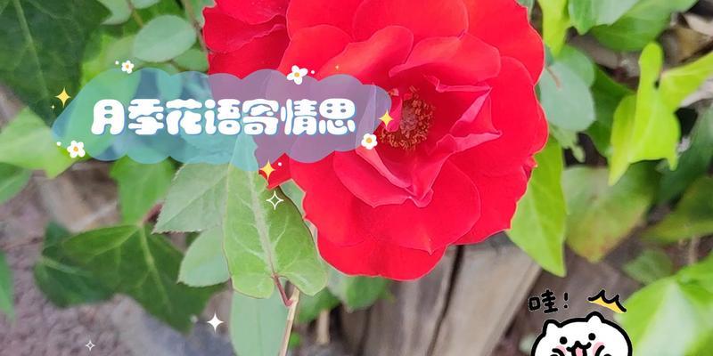 月季昭君的花语代表了什么？