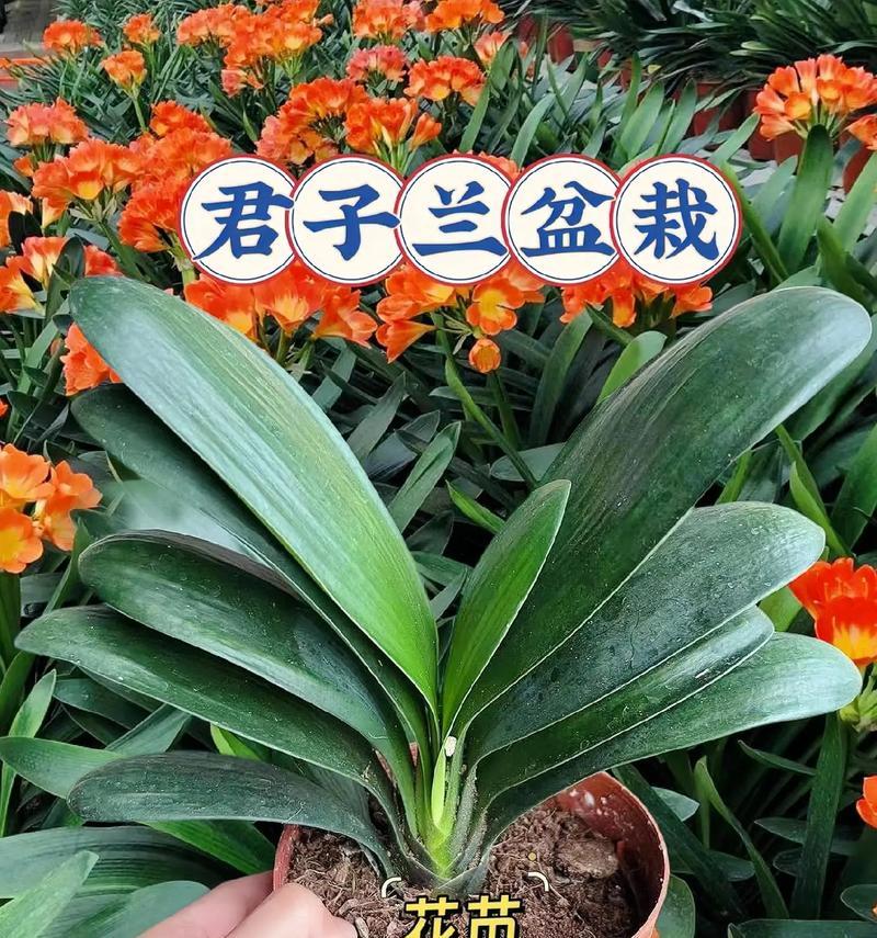 君子兰象征着哪些美好品质？