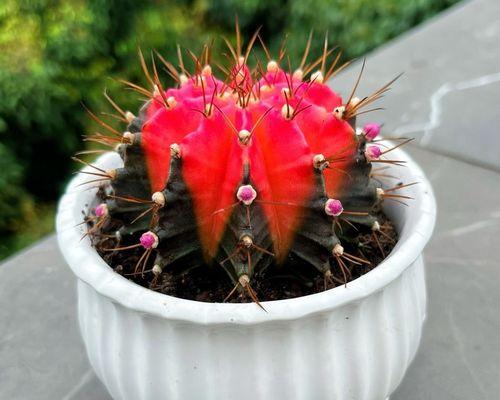 牡丹锦仙人球怎样才能快速开花？有哪些促进开花的方法？