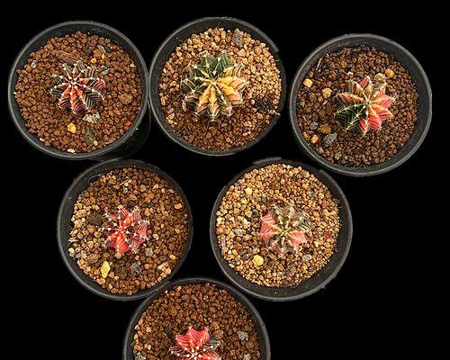 牡丹锦仙人球怎样才能快速开花？有哪些促进开花的方法？