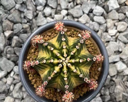牡丹锦仙人球怎样才能快速开花？有哪些促进开花的方法？