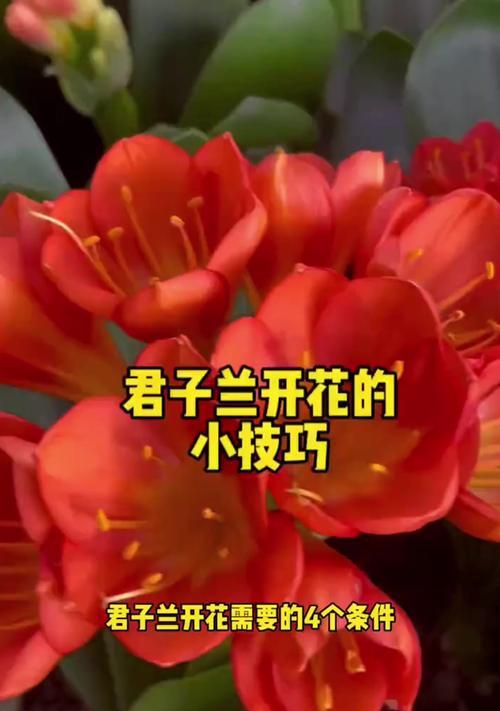 君子兰毒狼花开花需要哪些条件？