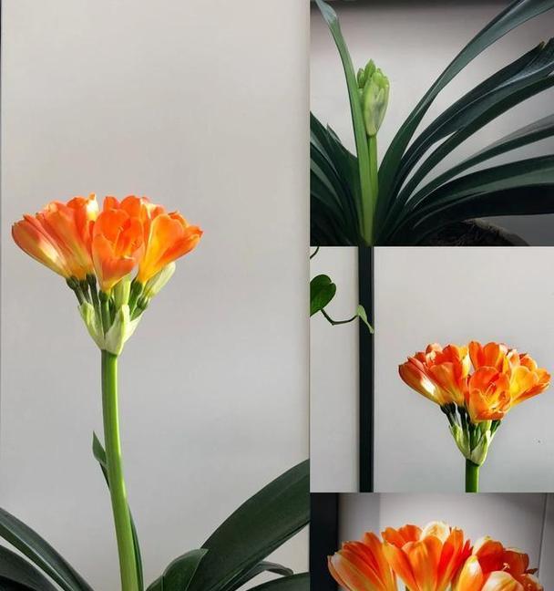 君子兰毒狼花开花需要哪些条件？